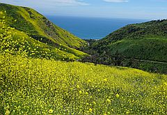 야생화 투어 7탄, 노란 봄빛 꽃물결 넘치는 솔스티스 캐년