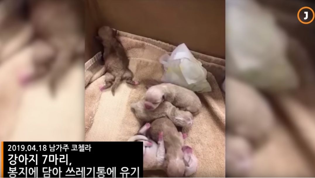 강아지 7마리, 봉지에 담아 쓰레기통에 유기