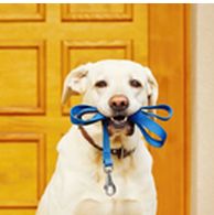 소중한 나의 반려동물을<br>위한 필수 아이템