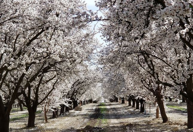 봄나들이 장소로 딱, 화사한 ‘프레즈노 꽃길’